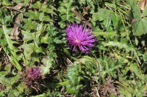 cirsium acaule (1200 x 799)